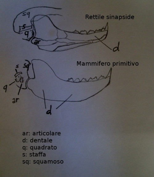 Mandibola Rettile Sinapside - Mammifero primitivo