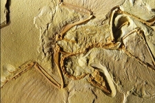 Archaeopteryx_fossilmuseum_net_small