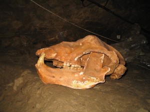 Cranio di Orso delle Caverne