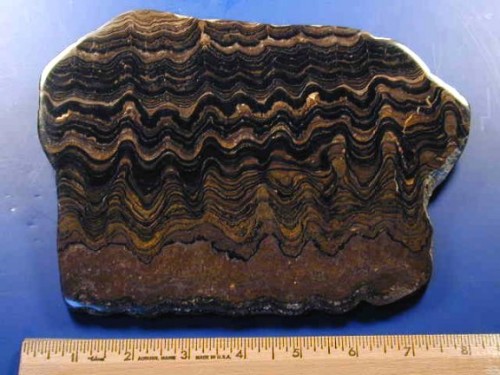 stromatolites su fossilmuseum.net