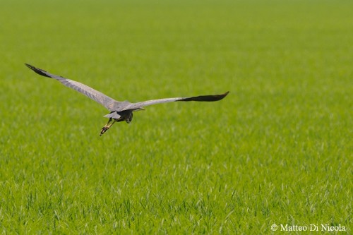 Airone rosso in volo - Foto Matteo Di Nicola