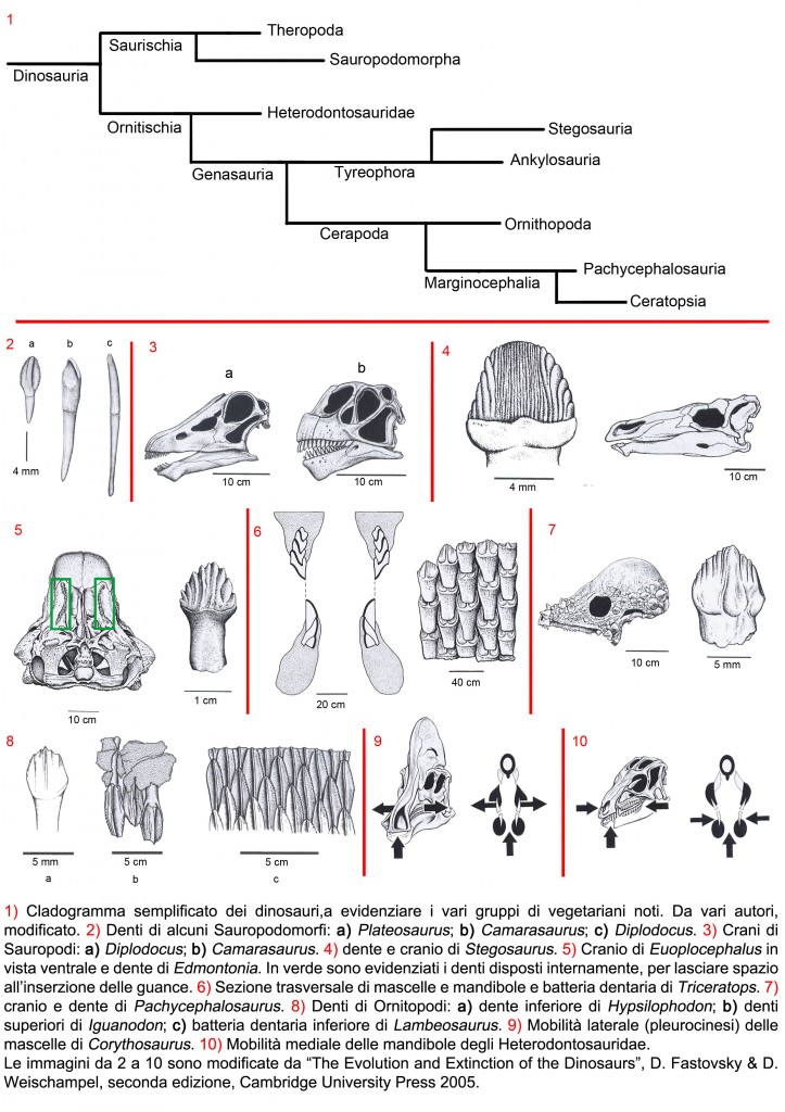 Denti dei dinosauri  erbivori (ingrandisci)