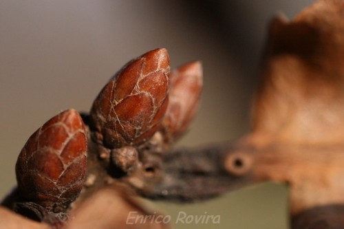 Gemme di Quercia - Foto E. Rovira