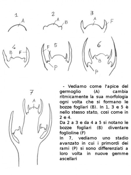 gemme-1 - disegno