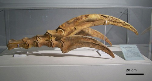 800px-Therizinosaurus_claw