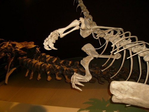 Plateosauro (Triassico Superiore - Germania) al museo di Storia Naturale di Milano