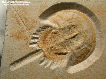 Immagine di www.fossilmuseum.net - clicca per visitare questo sito molto ricco