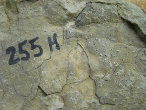 basi-dei-radioli-di-un-riccio-di-mare-fossile