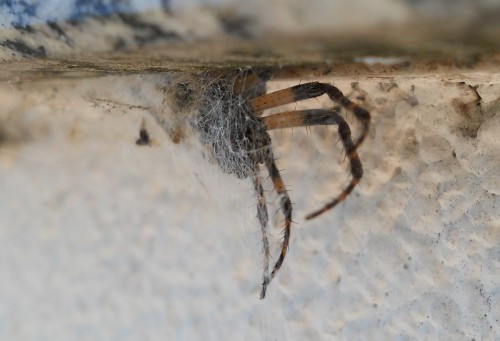 Araneus diadematus