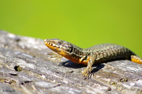 Lucertola muraiola (Podarcis muralis)_A.Morgillo