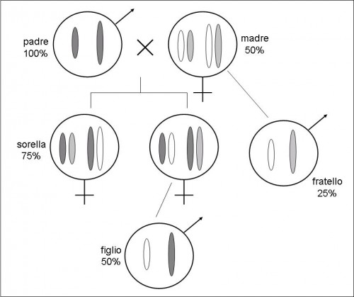 corredo genico imenotteri