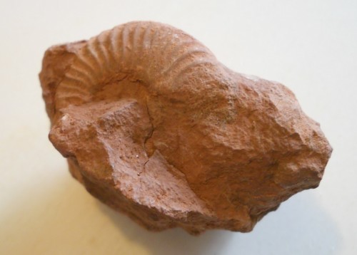 Ammonoidea (Rosso ammonitico Lombardo)