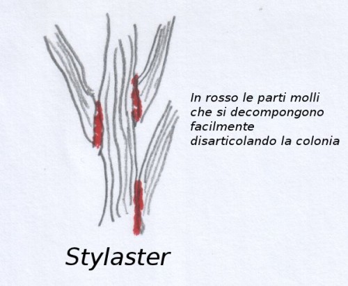 stylaster