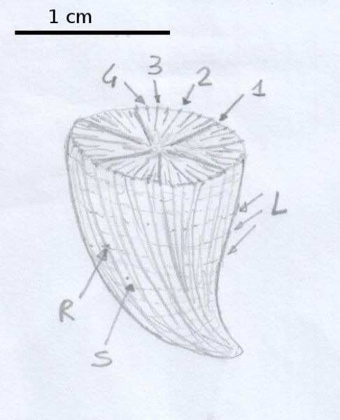 trocoide-scleractinia