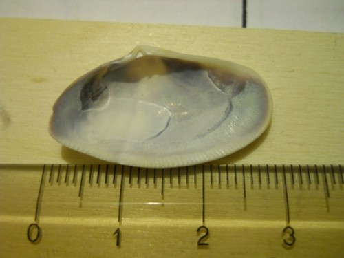 Bivalve - profilo sub ovale - seno palleale - impronte muscolari  - zona ventrale della commissura lievemente dentellata internamente