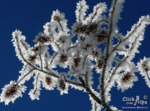 i ricami di ghiaccio della galaverna sui rami di un carpino bianco - Alessandra Morgillo