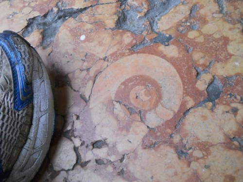 2Sezione di Ammonite in Galleria Vittorio Emanuele (Milano)