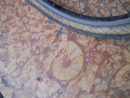 3Sezione di Ammonite in Galleria Vittorio Emanuele (Milano)