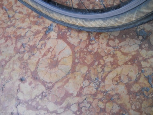 4Sezione di Ammonite in Galleria Vittorio Emanuele (Milano)