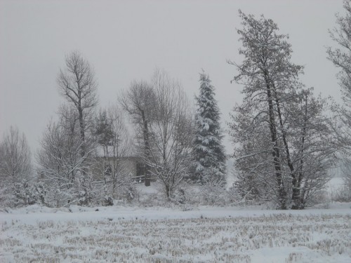 Qualche albero sopravvissuto in campagna!