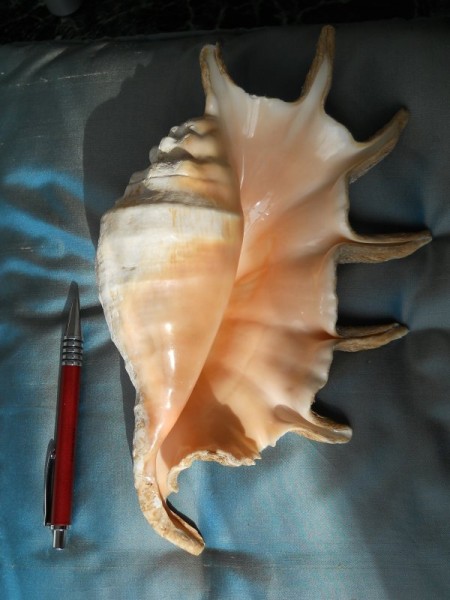 Gasteropode attuale - destrorso - sifonostomo - peristoma con espansioni alari