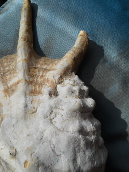 Particolare della sutura del Gasteropode