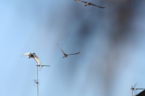 Gli Ibis in volo