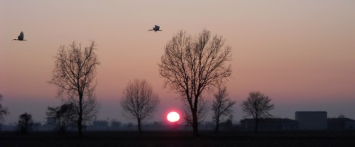 Ibis e tramonto