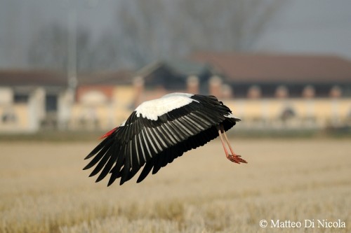 in volo - Foto di Matteo Di Nicola