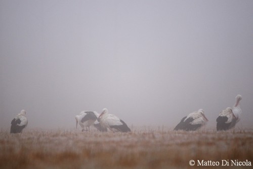 nella nebbia - Foto di Matteo Di Nicola