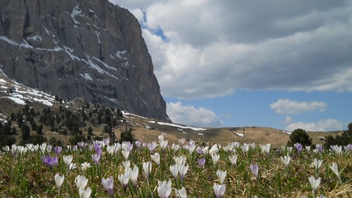 Una nuova primavera!