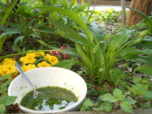 Pesto di Aglio orsino