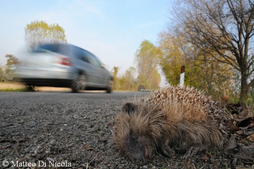 Un riccio europeo (Erinaceus europaeus) scaraventato a bordo strada da un'automobile