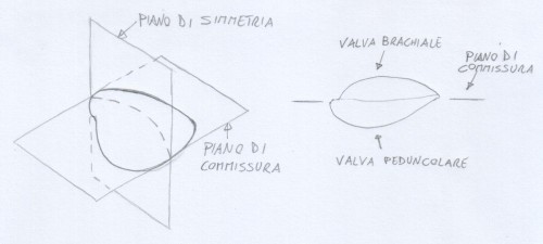 piano-di-simmetria-e-commissura-brachiopodi