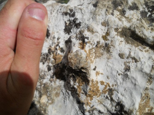 Una piastra di Crinoide nei Calcescisti Giurassici dell'alta Val di Rhemes