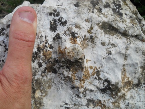 Una piastra di Crinoide nei Calcescisti Giurassici dell'alta Val di Rhemes-2