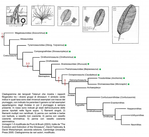 Cladogramma Celurosauri aggiornato - autori vari