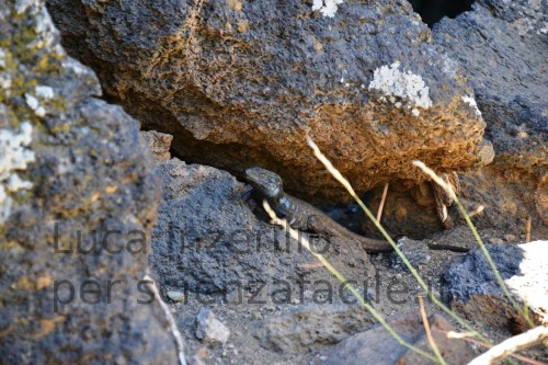 Mimetismo spiccato con le rocce vulcaniche del Teide