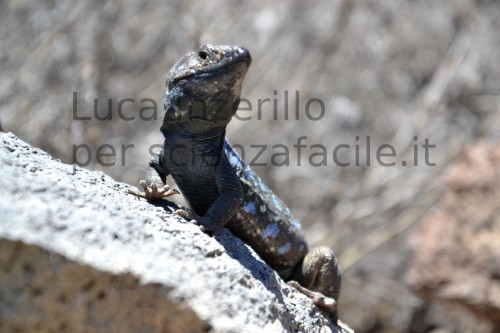 Lucertole endemiche di Tenerife - artigli ben visibili