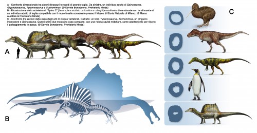 Spinosaurus. Confronto dimensionale e sezione degli ossi lunghi