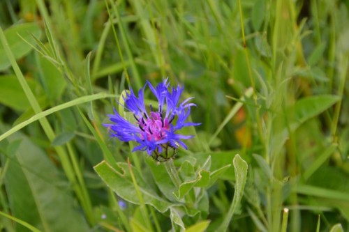 Centaurea - Foto: Paolo Cesa