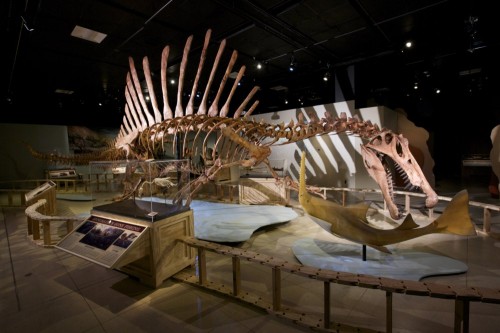 Lo scheletro completo di Spinosaurus nell'allestimento a Washington.